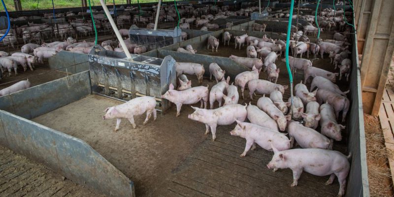 Abate de suínos aumenta, mas de bovinos cai no terceiro trimestre