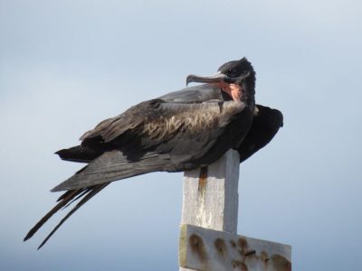 Restauração florestal da Ilha de Trindade busca salvar fragatas raras