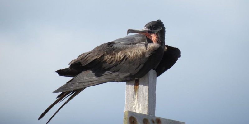 Restauração florestal da Ilha de Trindade busca salvar fragatas raras