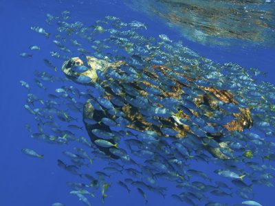 Hoje é Dia: semana tem Dia Mundial do Meio Ambiente e dos Oceanos