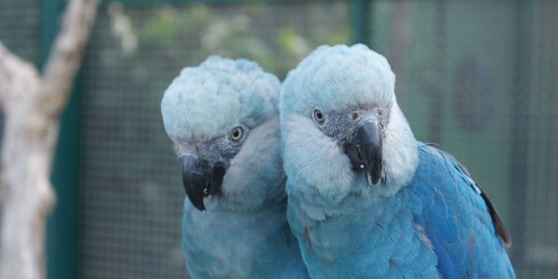 Ararinhas-azuis são soltas na natureza 20 anos depois de extinção