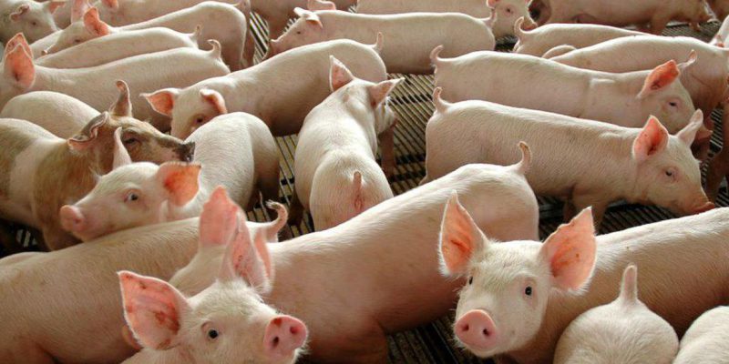 Países Baixos: estudo detecta microplástico em leite e carnes