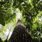 Bioma amazônico tem 30 a 40 mil espécies só de plantas, mostra estudo