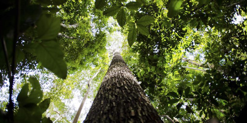 Bioma amazônico tem 30 a 40 mil espécies só de plantas, mostra estudo