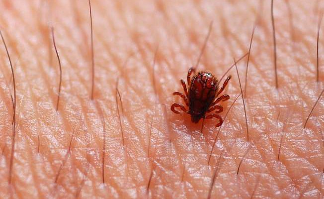 De 2019 até agora, 12 pessoas morreram no ES de febre maculosa