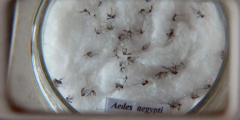 Nova vacina contra a dengue chega ao Brasil na próxima semana