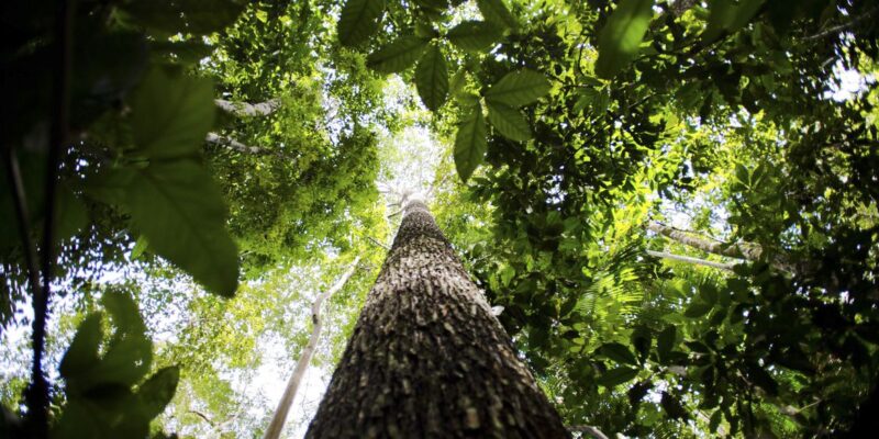 Governo estuda ampliar faixa de fronteira da Amazônia Legal