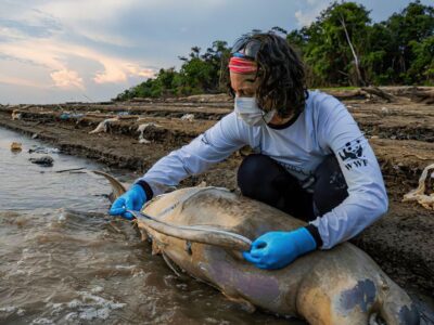 ICMBio vai apurar causas da morte de botos no Amazonas