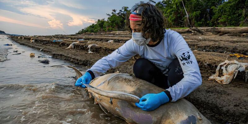 ICMBio vai apurar causas da morte de botos no Amazonas