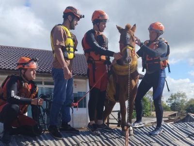 Égua ilhada em telhado no RS é resgatada. Mais de 5 mil animais são salvos