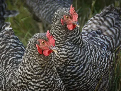 Galinhas também se emocionam e ficam com rosto vermelho
