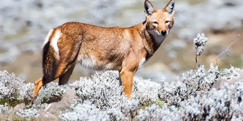 Além de predadores, lobos etíopes desempenham papel de polinizadores, revela estudo