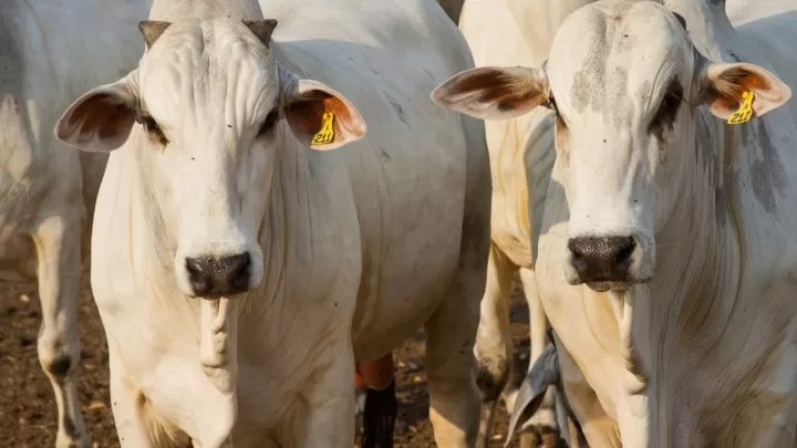 Exportações de carne bovina no Espírito Santo crescem mais de 30% em 2024 – Folha Vitória