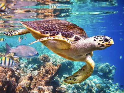 Vitória que Protege: O Berço Capixaba das Tartarugas Marinhas