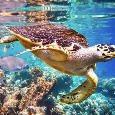Vitória que Protege: O Berço Capixaba das Tartarugas Marinhas